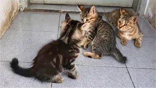 Brave Kitten Protecting Mom Cat From Other Kitten