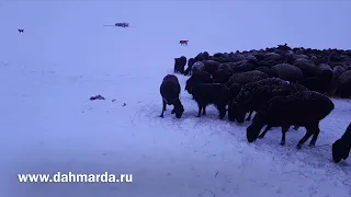 Гиссарские овцы и саги дахмарда Абдурахмона Мирзорахимова на зимовке