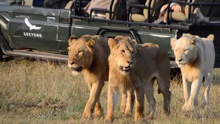 Three young Birmingham lions | andBeyondNgala | WILDwatch