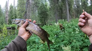 По новым рекам за хариусом.Полевое копчение хариуса.