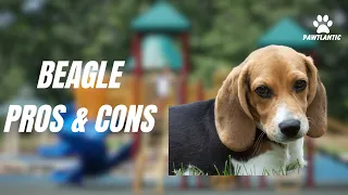 Beagle Pros and Cons: What You Need to Know Before Getting One!