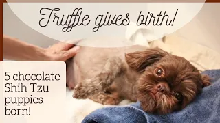 Chocolate Shih Tzu Has Puppies! - How to Whelp a Litter of Puppies - Shih Tzu Delivers Newborn Pups