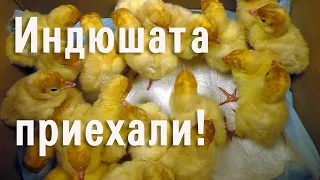 Индюшата  приехали!