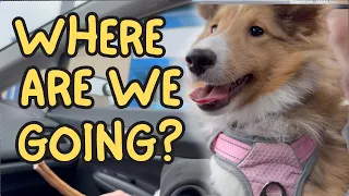 ADORABLE PUPPY GOES TO THE STORE FOR THE FIRST TIME! 🐶🛒