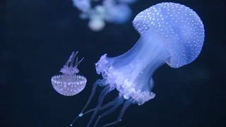 Jellyfish in AquaViva