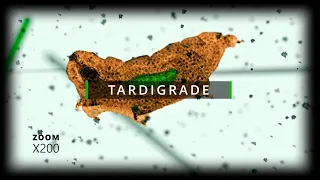 Tardigrade Under Microscope (Full HD CGI)
