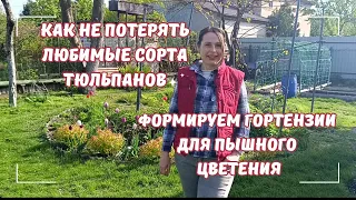 ‼️СОХРАНЯЕМ ТЮЛЬПАНЫ ВСЕ ПО СОРТУ НА СЛЕДУЮЩИЙ ГОД. НОРМИРУЕМ ПОБЕГИ ГОРТЕНЗИЙ для ПЫШНОГО ЦВЕТЕНИЯ!