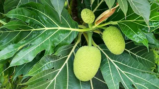 How to grow breadfruit tree in container. #breadfruit #dwarf #care of fruit trees