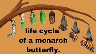 Life cycle of a Monarch Butterfly.