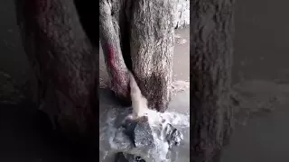 Water coming from neam tree  amazing wonder