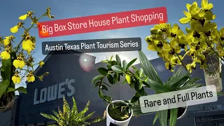 Big Box Store House Plant Shopping Rare Indoor Plants in Austin Texas Lowes