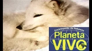 Planeta Vivo - A Raposa do Gelo