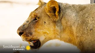 A Lost Lion Cub Risks Everything to Find His Family 🦁 Big Cat Country | Smithsonian Channel