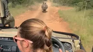 Rhino charging towards a safari car in Jungle