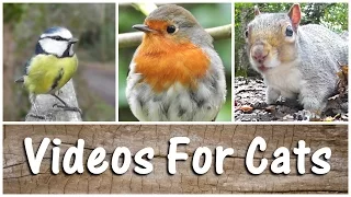 Videos For Cats to Watch Birds & Squirrels - The Ultimate Video for Your Cat