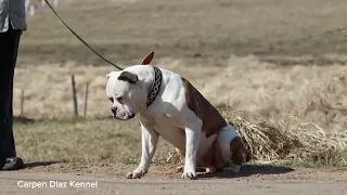 Dortmund- American bulldog male 6 years old