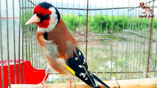 Goldfinch singing clean, The best bird to teach the young