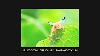(Лейкохлоридий) Leucochloridium paradoxum