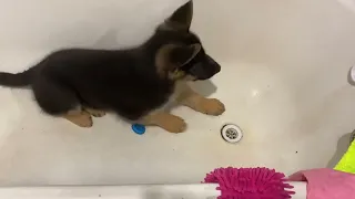 Как научить собаку принимать ванну, не боятся, оставаться в ванной пока моем лапы!