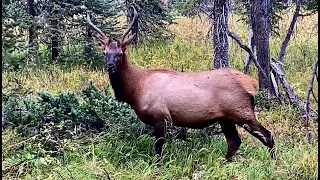 Colorado Elk Hunt 2021 1