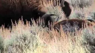 Bison Hunt Orientation