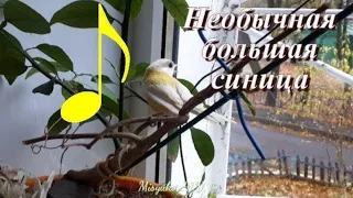 Пение большой синицы (Parus major)