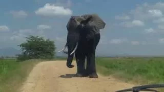 MONSTER ELEPHANT ENCOUNTER!
