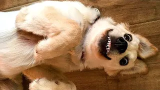 Videos Divertidos De Perros 🤣 Videos De Risa De Animales