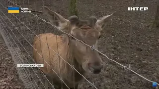 На Волині поголів'я диких тварин зросло в рази за воєнні роки