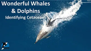 ORCA Lesson 18: Identifying Cetaceans Part 2