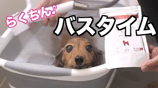 【時短が嬉しい】お風呂が楽になった愛犬【カニンヘンダックスえびすの日常】