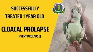 Cloacal Prolapse (Vent Prolapse) in Parrots | Urdu & Hindi