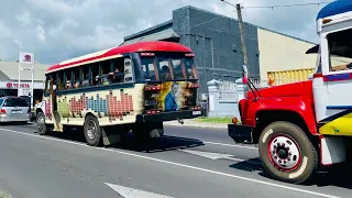 The worlds greatest Samoan party bus collection