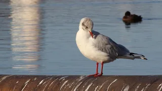 Озерная чайка (лат. Larus ridibundus) в осеннем наряде