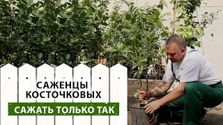 Саженцы косточковых. Советы и рекомендации по посадке