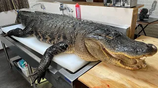 Breaking Down Alligator That Lived for 20 Years