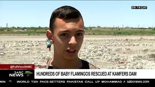 Hundreds of stranded flamingo chicks rescued from Kamfers Dam