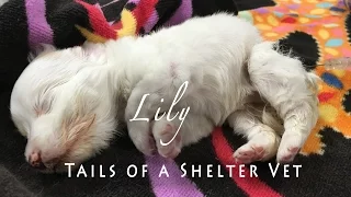 Two Days After Found in Park, Tiny Dying Puppy Brought to Shelter