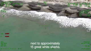 Paddle boarders surrounded by great white sharks