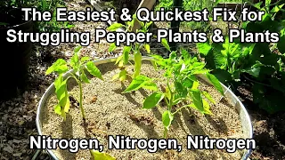 How to Fix Pepper Plants that are Weak, Yellow, Struggling: Water Soluble Nitrogen Works Every Time!