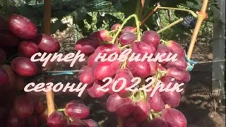 Уникальные новинки винограда 2022г!  г.ф.Грация ,г.ф. Шелковица, сорт Аватар