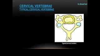 Typical Cervical Vertebrae - Dr. Ahmed Farid