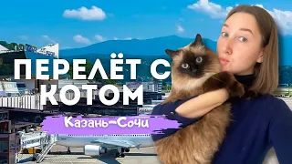 ПЕРЕЛЕТ С КОТОМ В САЛОНЕ | переноска | стоимость перелета | как успокоить и подготовить | правила