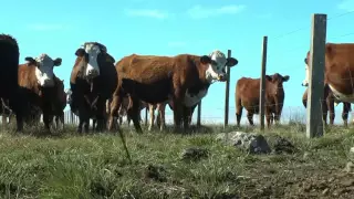 Suplementación de terneros al pie de la madre o Creep Feeding