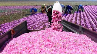 World's Most Expensive Spice Saffron Harvesting and Processing | Saffron Farming Technology