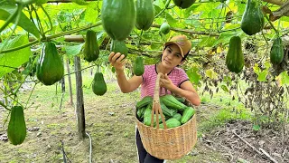 A Maneira Mais Fácil de Cultivar Chuchu em Casa