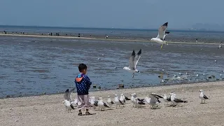 갈매기 조교 새우깡 두 봉지째 #구봉도