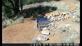 Local Squirrel is Always at the Watering Hole, Caught on Pond Cam