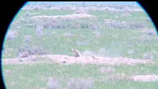 Wyoming Prairie Dogs