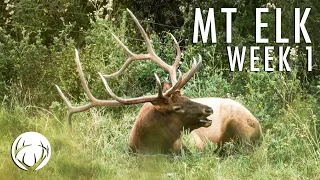 Montana Elk - Week 1, The Hunt For Lee's Biggest Bull Begins // Lee and Tiffany Lakosky